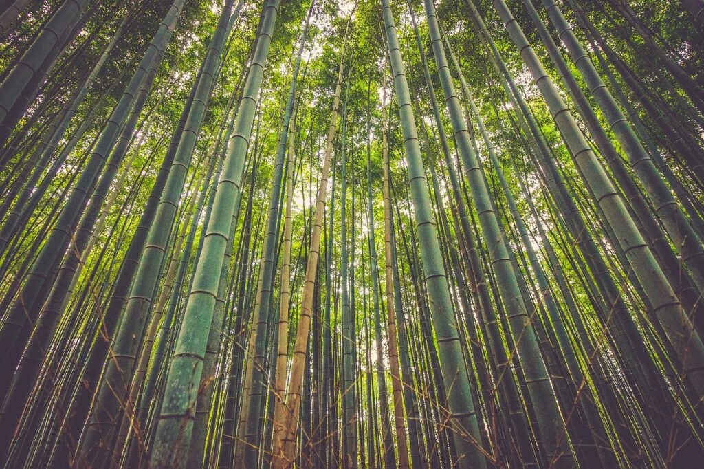 Bamboo Forest